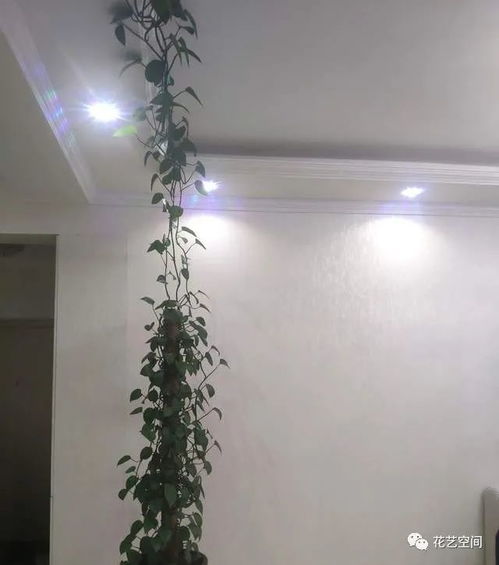 養綠蘿多 喝三種水 ,枝條長出三米長,繞著屋墻爬
